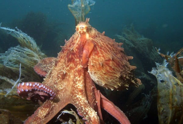 How Octopuses Became the Ocean’s Smartest Invertebrates — 25 Problem-Solving Abilities