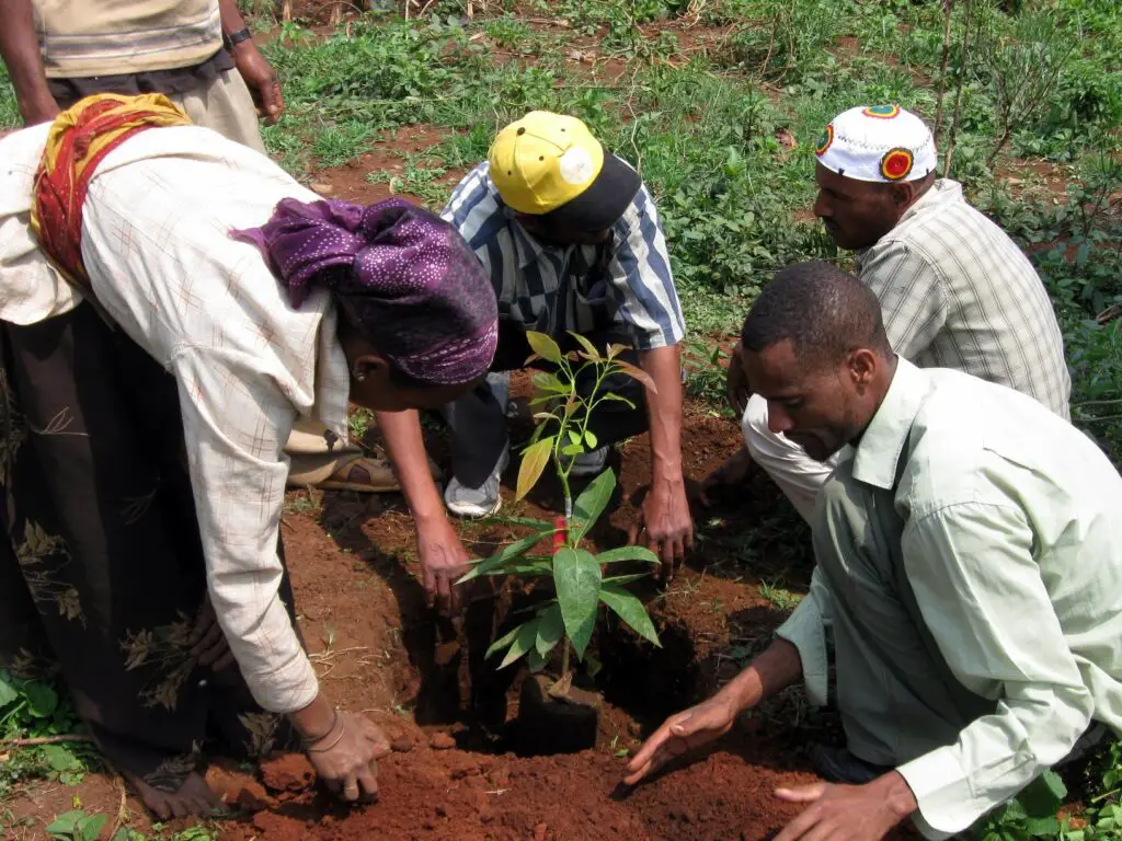 The Climate Solution Hiding in Plain Sight: Trees That Eat CO2 and Poop Out Rocks