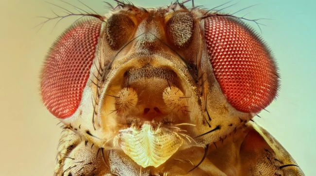 Scientists Map 140,000 Neurons in Fruit Fly Brain – Here’s What It Reveals About Human Memory