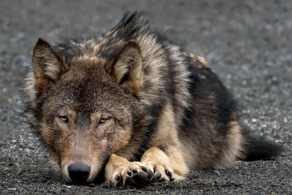 Why Scientists Are Officially Debunking the “Alpha Wolf” Theory—And What It Means for Leadership