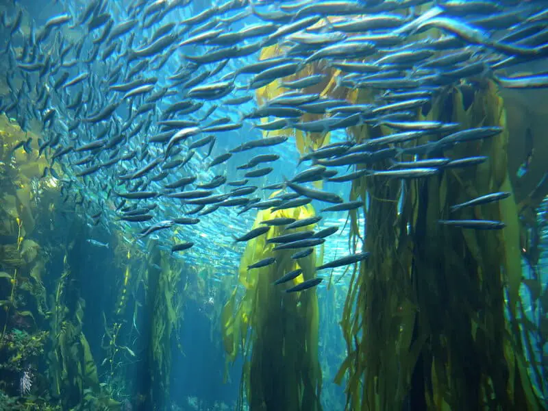 How Seaweed Farming Could Feed the World After Nuclear War
