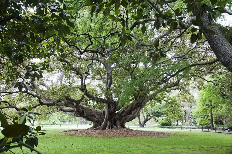 The Climate Solution Hiding in Plain Sight: Trees That Eat CO2 and Poop Out Rocks