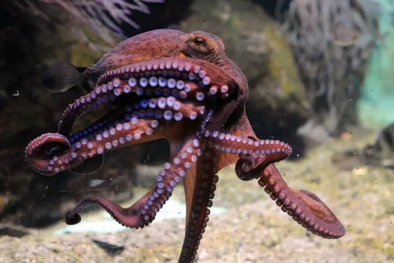 How Octopuses Became the Ocean’s Smartest Invertebrates — 25 Problem-Solving Abilities
