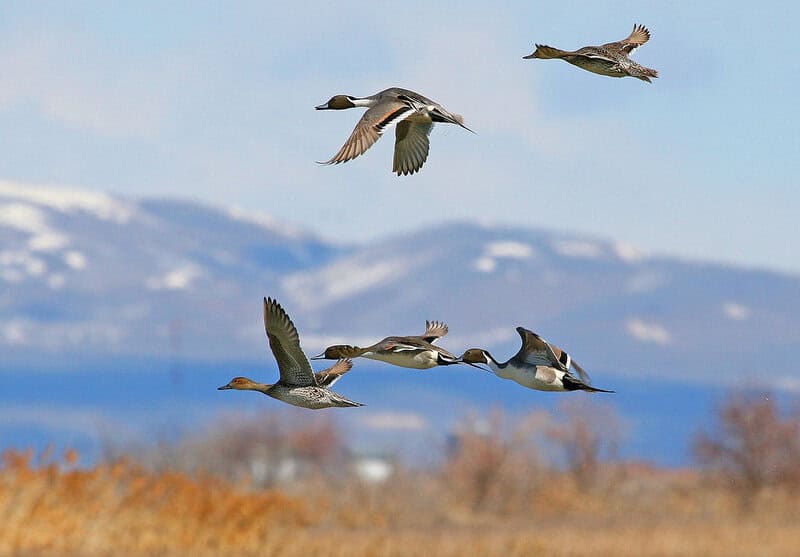 I Followed Migrating Birds for 3 Years: 24 Mind-Blowing Navigation Secrets They Use