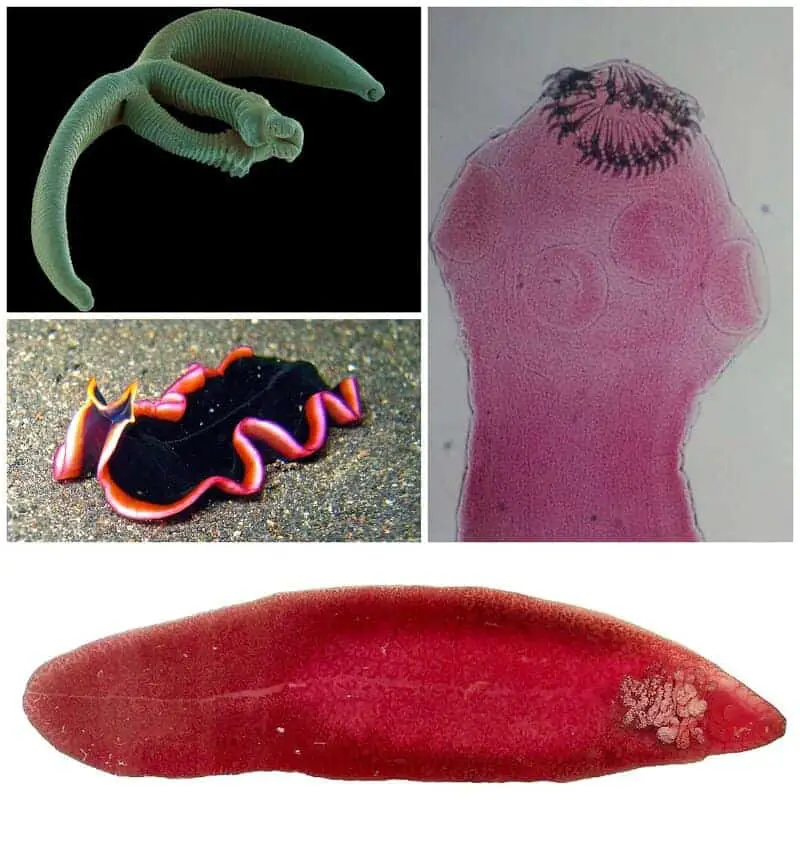 15 Species With the Strangest Mating Rituals—Explained by Science