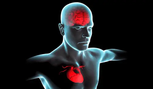 Scientists Discovered a “Second Brain” in Your Heart—And It Remembers Everything