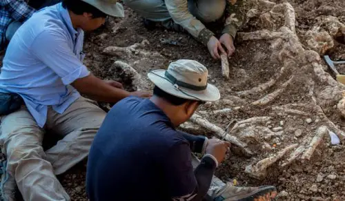 Massive Extinct Salamander With Vice-Like Jaws Found in Tennessee Fossil