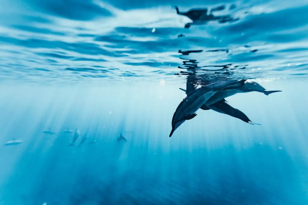 Dolphins Have Secret Names—And They Remember Them for Their Entire Lives