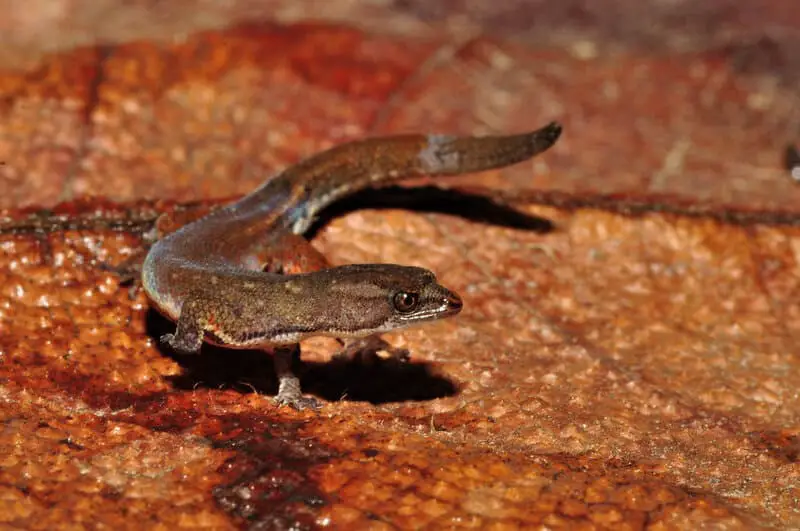 27 New Species Found in Peru’s ‘Human-Dominated’ Rainforest