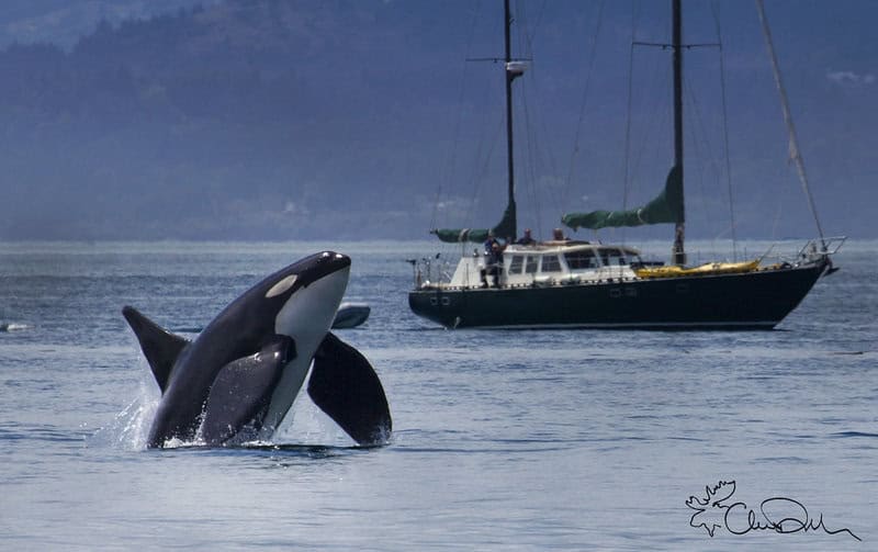 The Ocean’s Missing Sound: Why Whales Can’t Hear Each Other Anymore