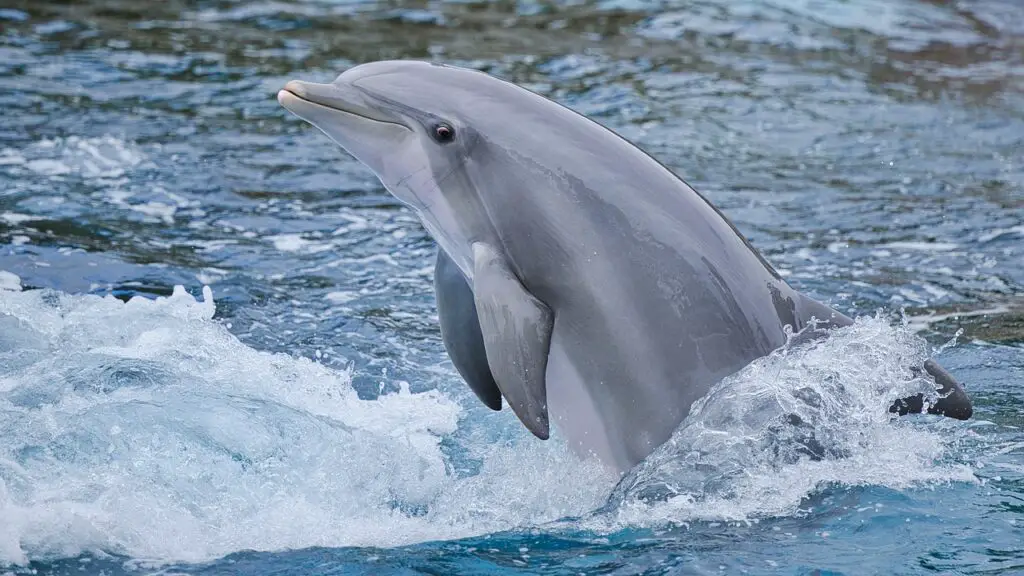 Dolphins Have Secret Names—And They Remember Them for Their Entire Lives
