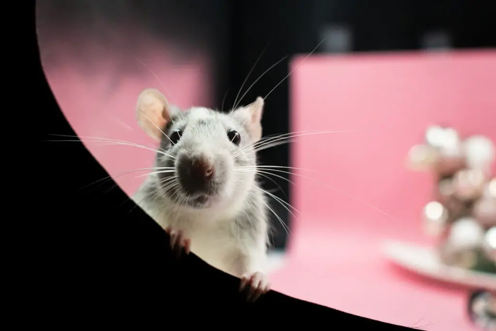 Mice’s Jaw-Dropping Instinct to Save Buddies from the Brink – Nature’s Paramedics?