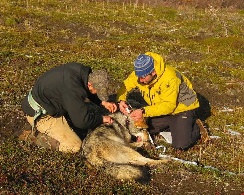 Why Scientists Are Officially Debunking the “Alpha Wolf” Theory—And What It Means for Leadership