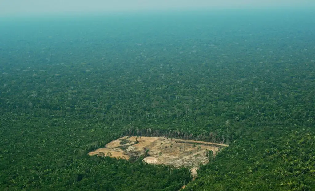 Forest Apocalypse: Why 2025’s Deforestation Crisis Threatens Human Civilization