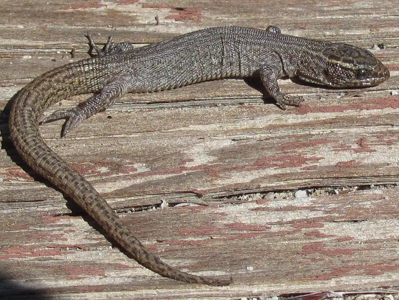 27 New Species Found in Peru’s ‘Human-Dominated’ Rainforest