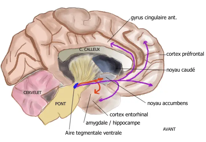 Scientists Discover Coffee’s Hidden Power to Block the Brain Chemistry of Addiction