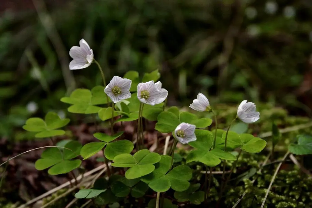Plants Are Screaming When You Cut Them—We Just Couldn’t Hear It