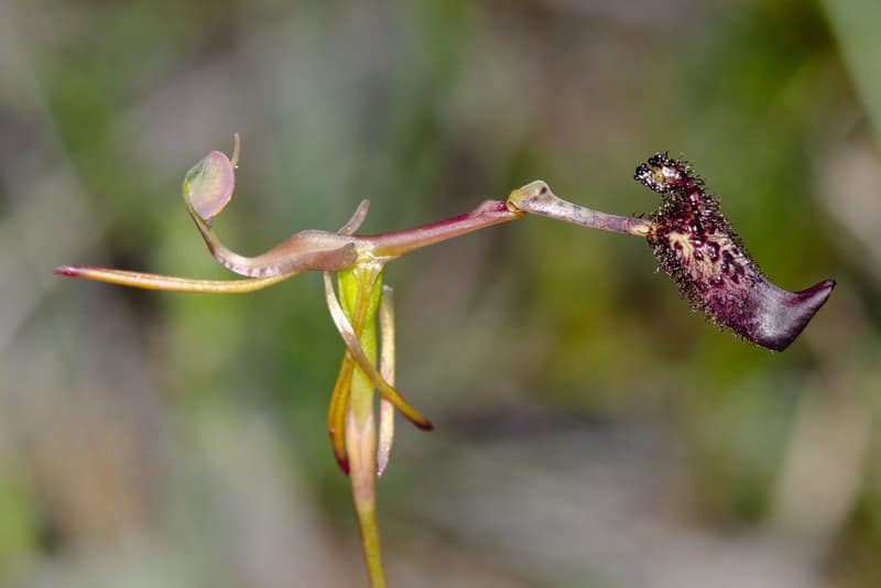 The Shapeshifters: Plants That Become Invisible to Survive