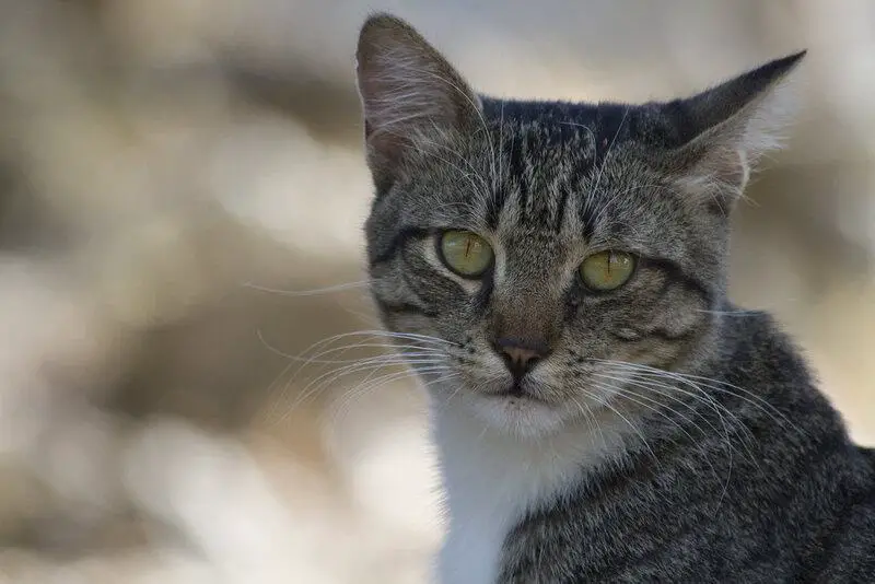 Why Your Cat’s Purr Is Literally Healing You—The Frequency That Repairs Bones