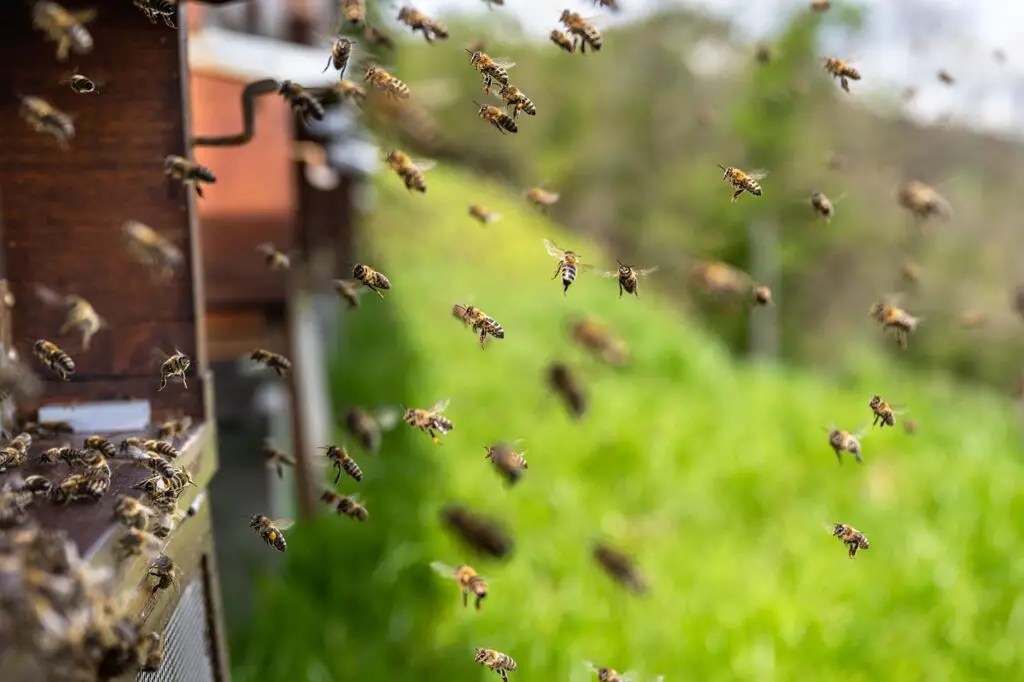 Why Honeybees Vote on Where to Build Their New Home (And It’s More Democratic Than Human Elections)