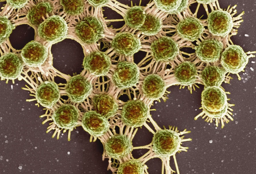 Your Gut Bacteria Might Be Controlling Your Depression – New Research Find