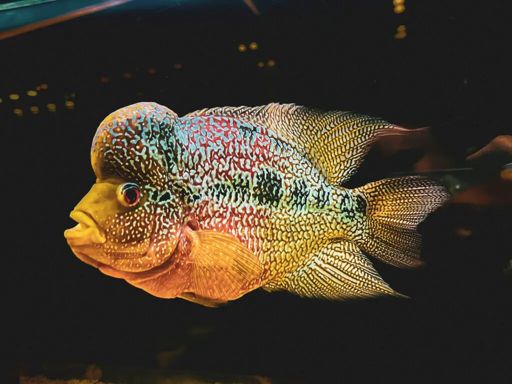 How 600 Fish Species Evolved in the Blink of an Eye