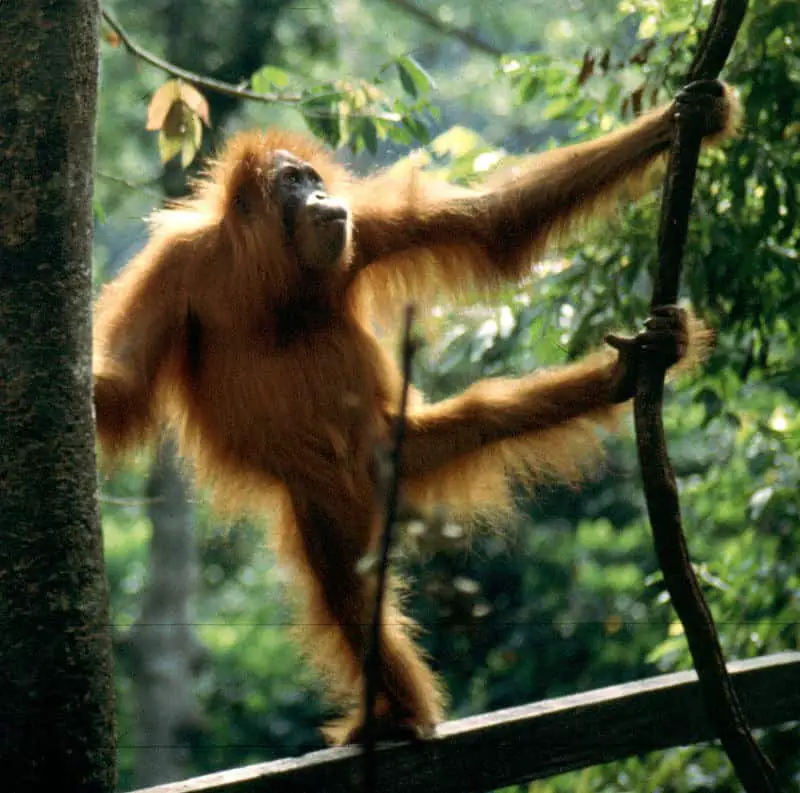 15 Evolutionary Milestones That Took Us From Goo to You