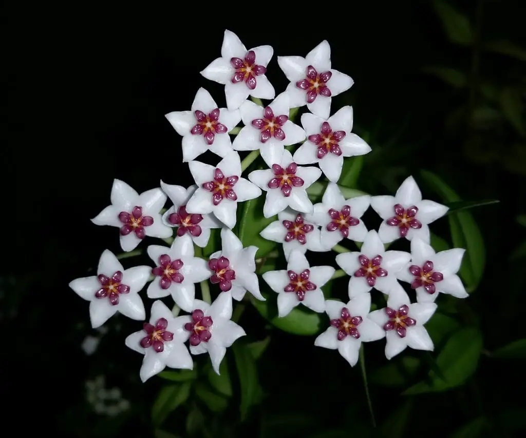 The Shapeshifters: Plants That Become Invisible to Survive