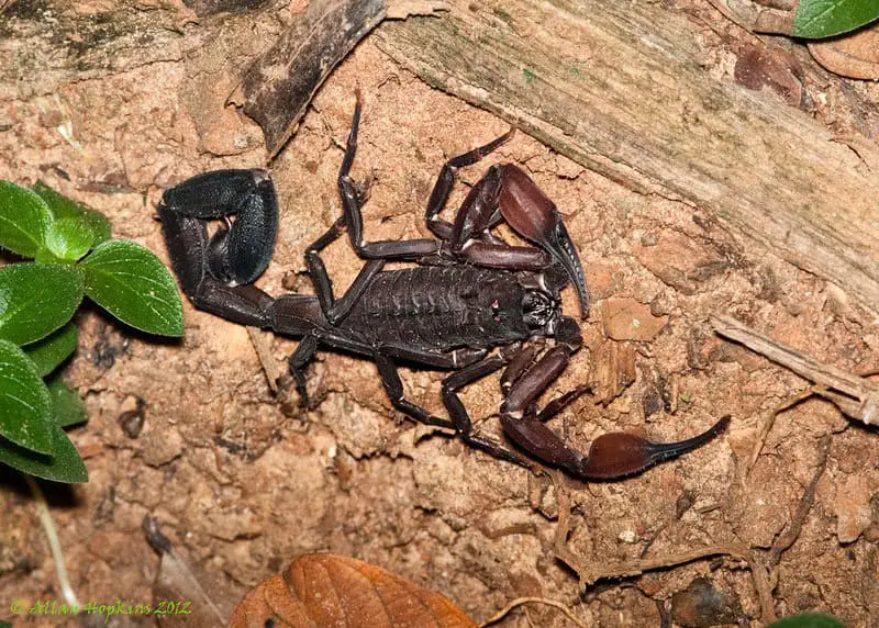 27 New Species Found in Peru’s ‘Human-Dominated’ Rainforest