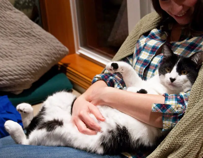 Why Your Cat’s Purr Is Literally Healing You—The Frequency That Repairs Bones
