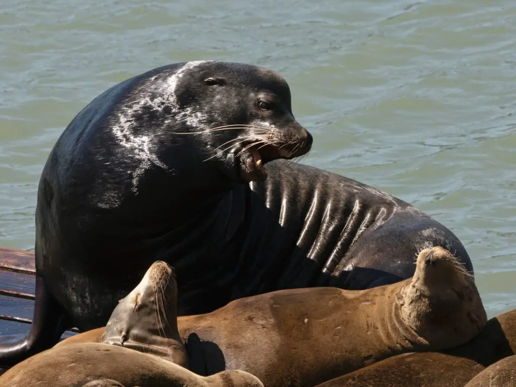 The Mirror Test Results: 23 Animals That Actually Recognize Themselves