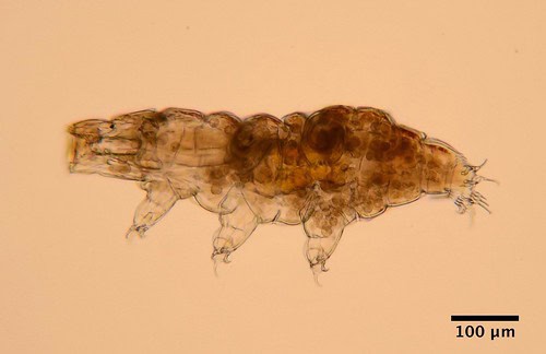 The Animal That Walked Into a Nuclear Reactor and Came Out Stronger