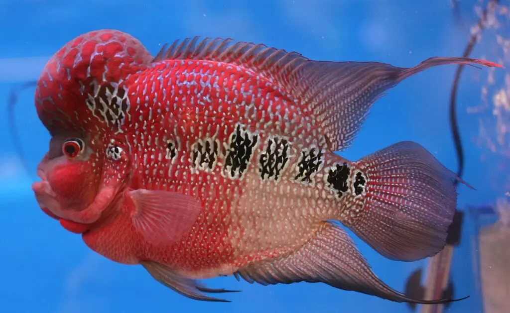 How 600 Fish Species Evolved in the Blink of an Eye