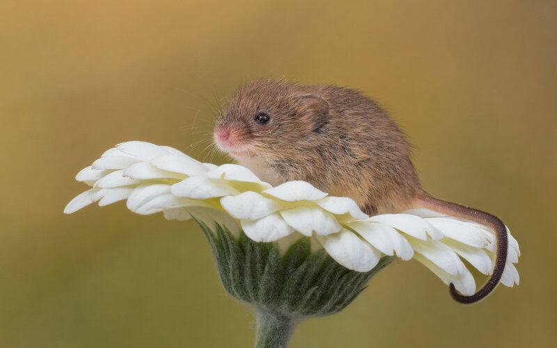 30 Animals Whose Building Skills Rival Human Engineers