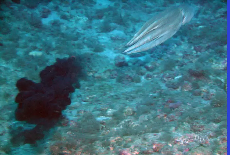 How Octopuses Became the Ocean’s Smartest Invertebrates — 25 Problem-Solving Abilities