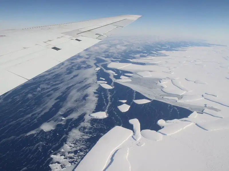 Antarctica Is Growing New Forests—But It’s Not Good News