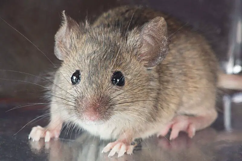 Do Mice Have Hearts of Gold? Studies Show They Can Be “Good Samaritans”