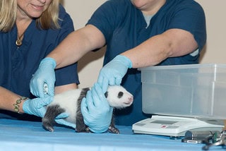Giant Panda Stem Cells Could Save Endangered Species – Lab-Grown Conservation