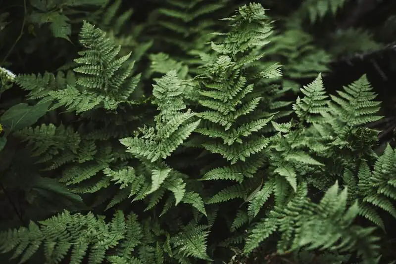 The Plant That Can Literally Eat Metal (And It’s Growing in Your Backyard)