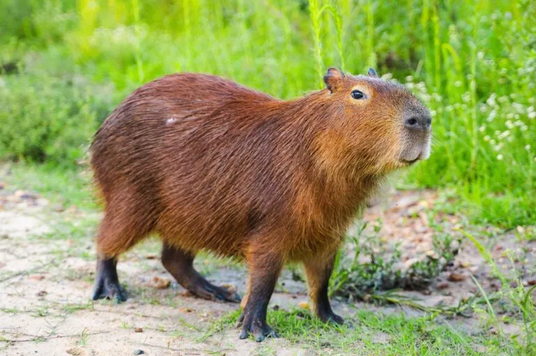 Capibara.webp