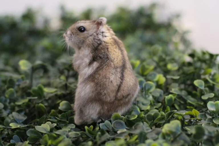 Hamster chino.webp