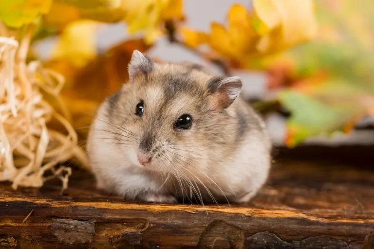 Hamster ruso.webp