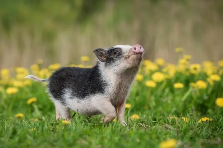 Mini cerdo.webp