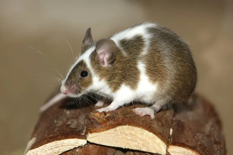 Raton domestico Mus musculus domestica.webp