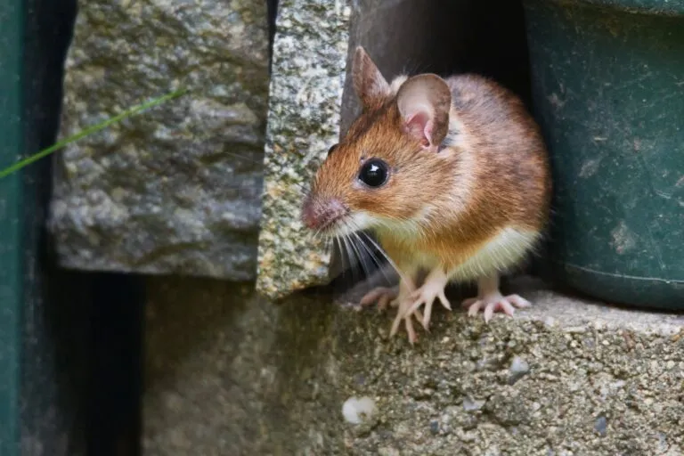 Raton leonado Apodemus flavicollis.webp