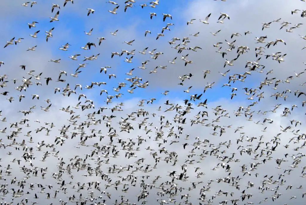 I Followed Migrating Birds for 3 Years: 24 Mind-Blowing Navigation Secrets They Use