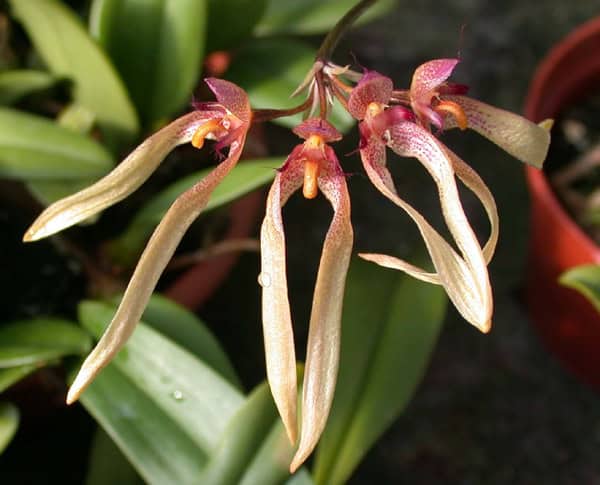 The Shapeshifters: Plants That Become Invisible to Survive