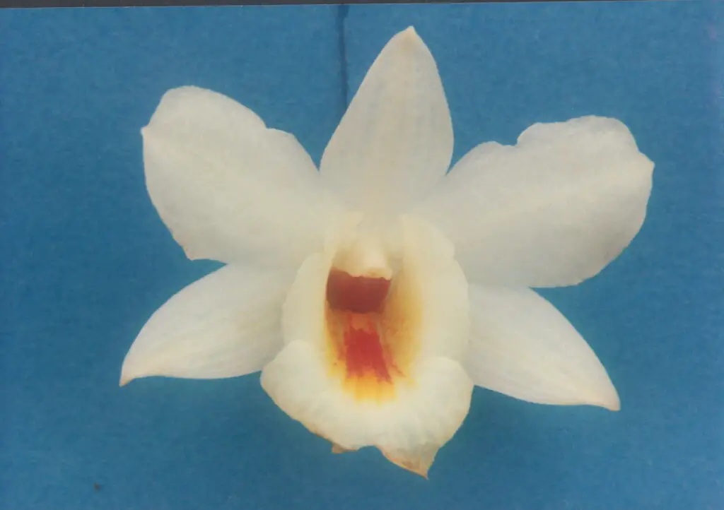 The Shapeshifters: Plants That Become Invisible to Survive