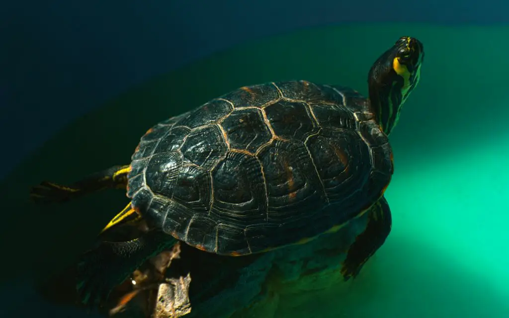 28 Animals With Built-In GPS That Puts Your Phone to Shame