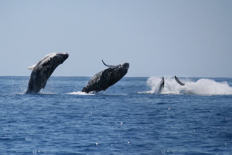The Ocean’s Missing Sound: Why Whales Can’t Hear Each Other Anymore